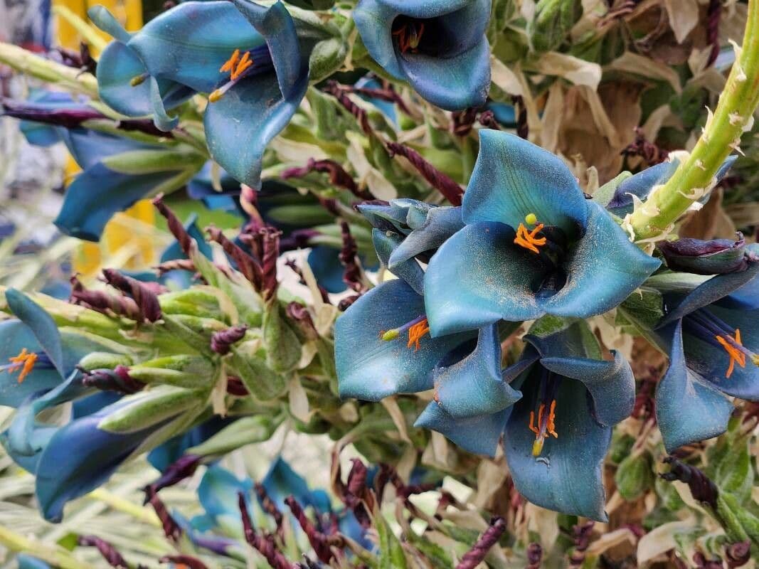 Puya 4