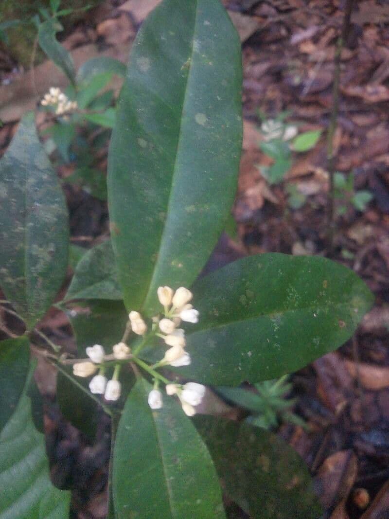 Simaba 6
