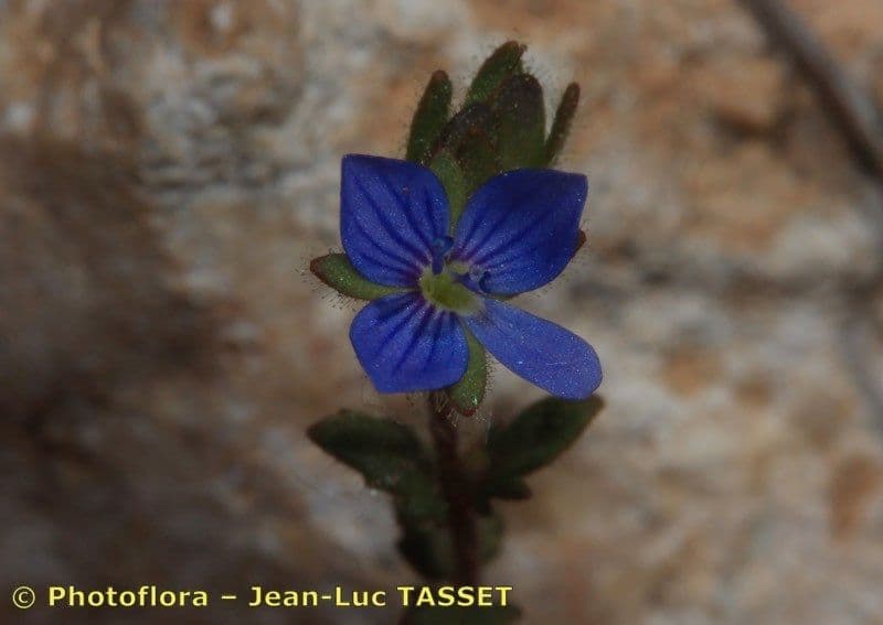 Veronica praecox 8