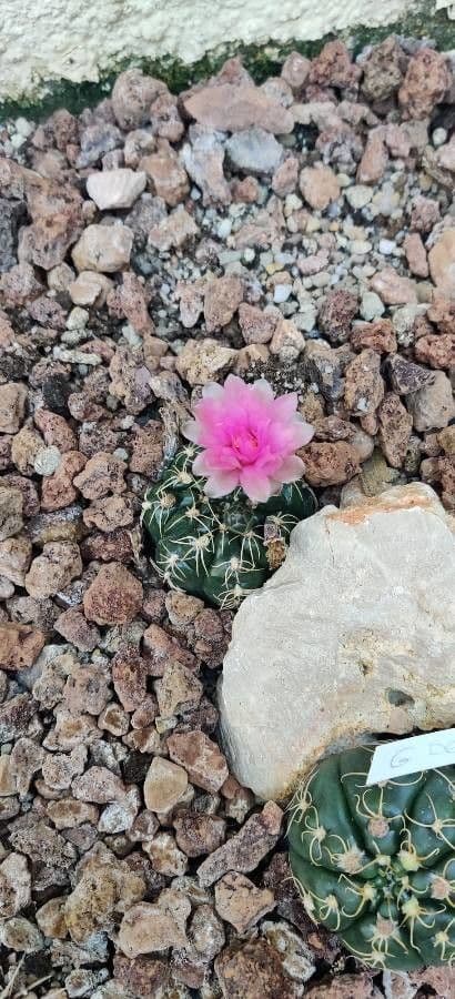 Cactus ragno