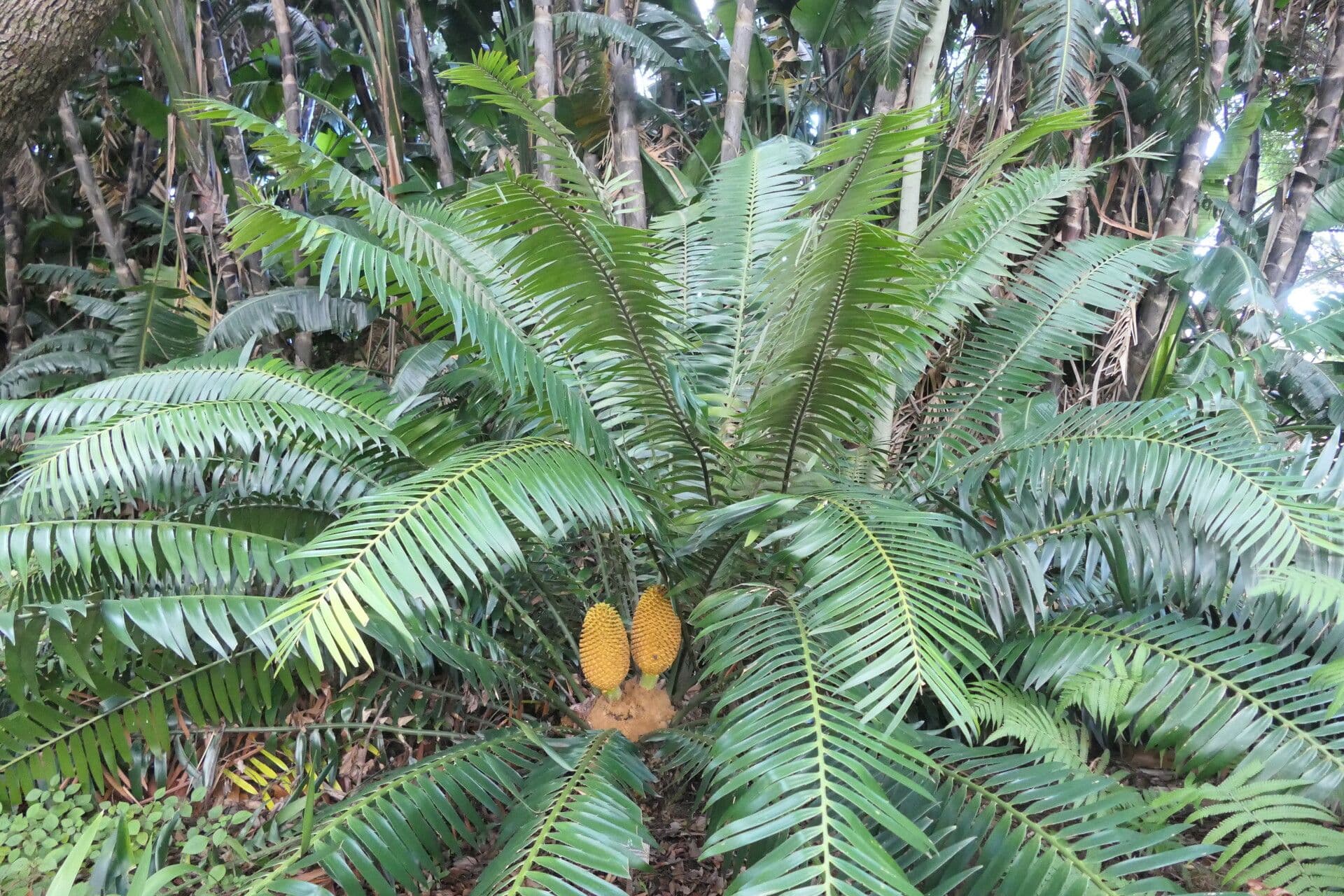 Encephalartos 2