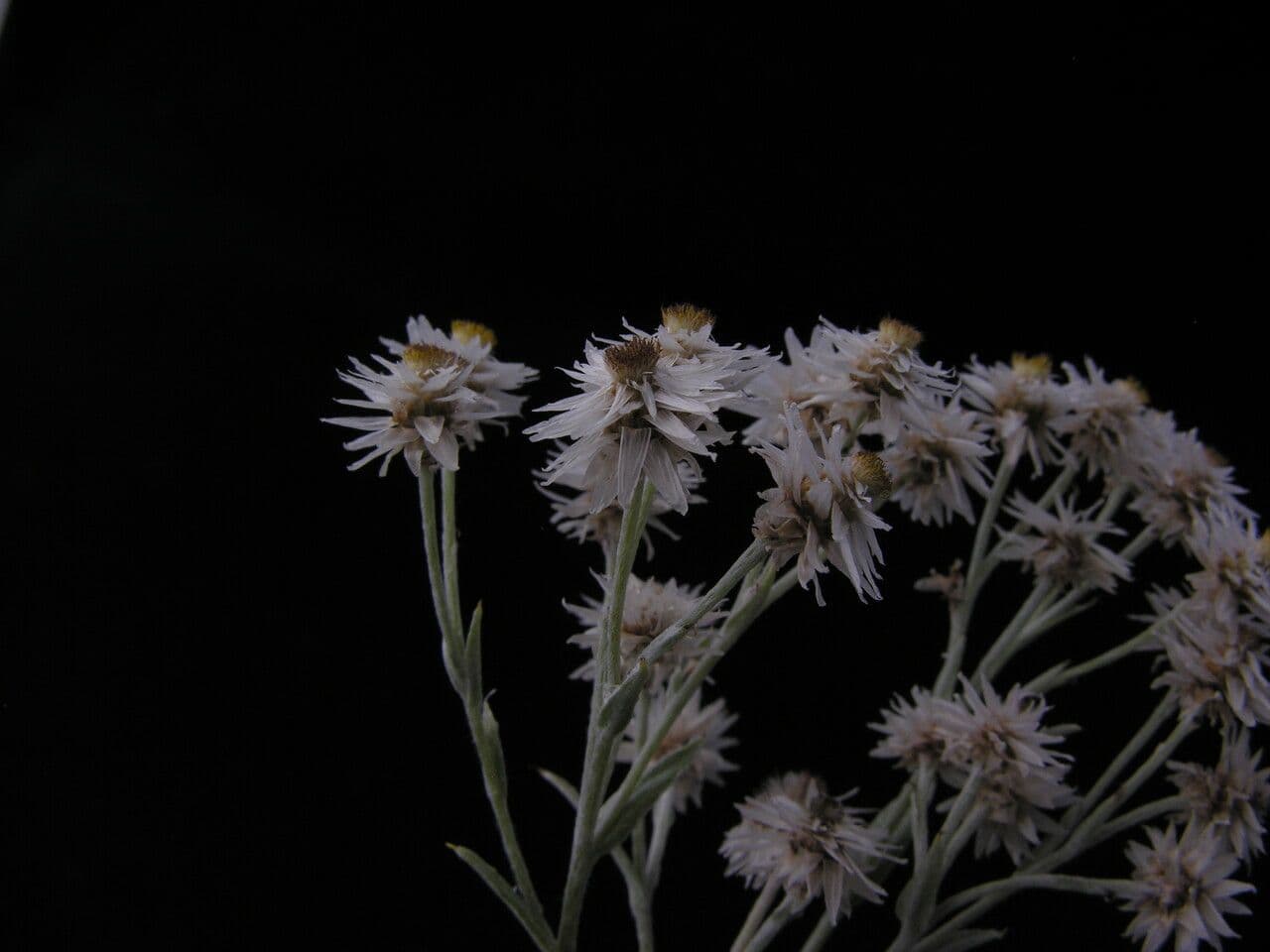 Anaphalis 5