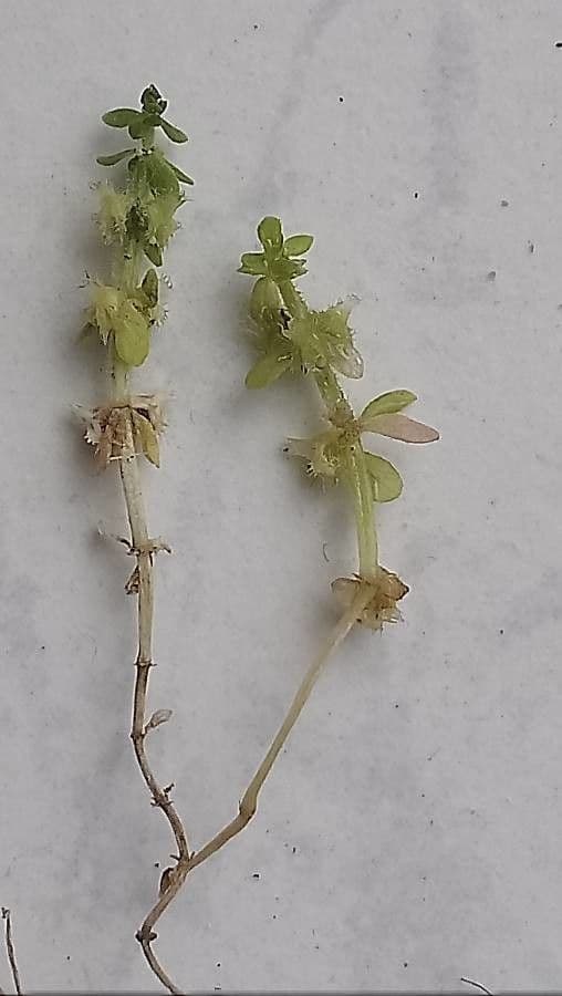 Valantia hispida 16