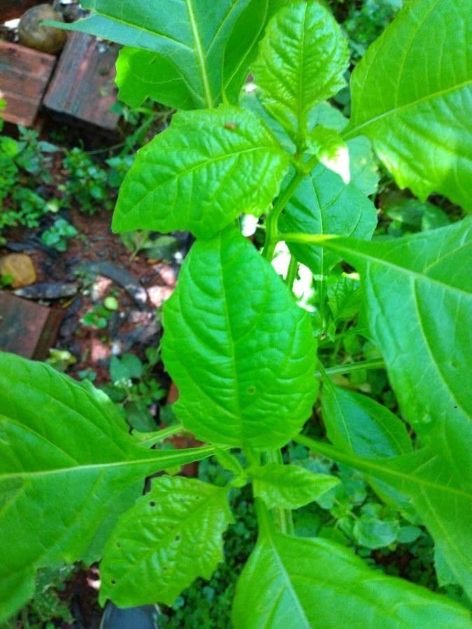 Moruše physalis 9