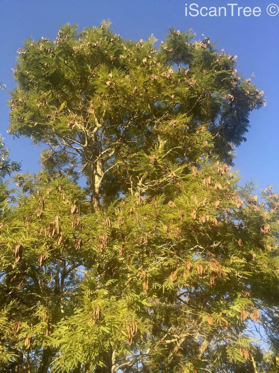 Peltophorum africano 14