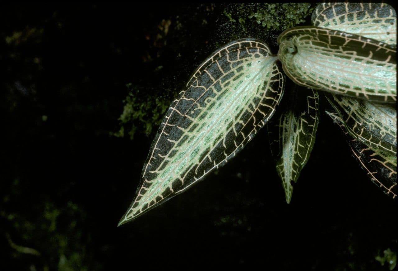 Anoectochilus 3