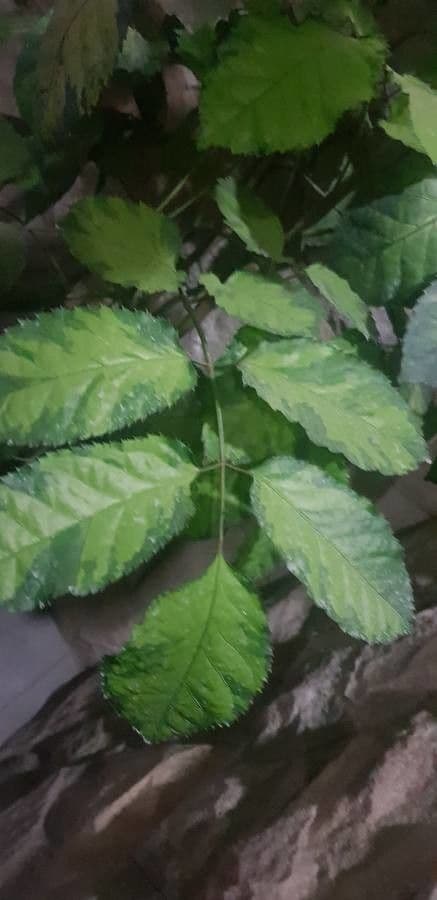 Schefflera 5
