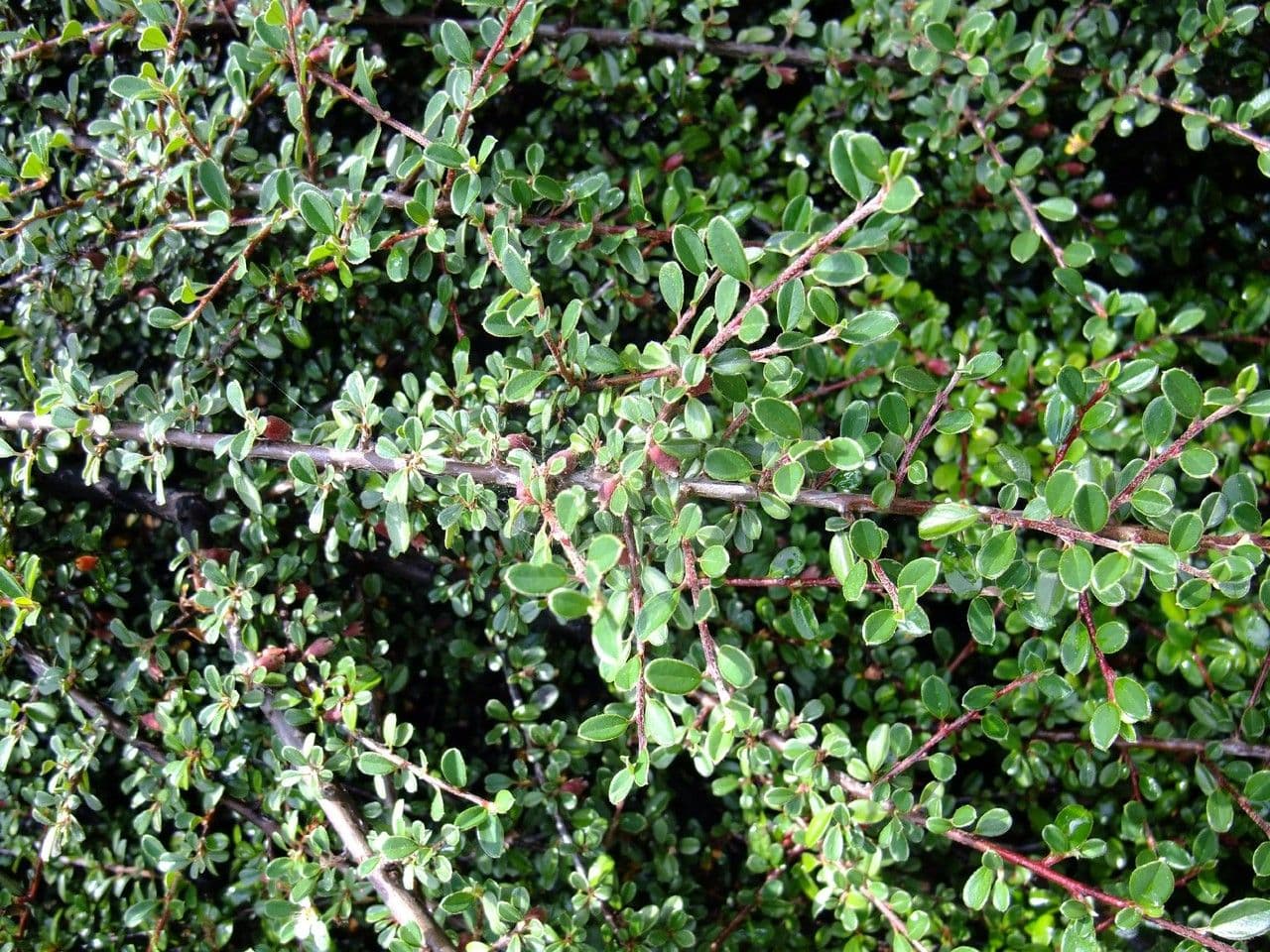 Cotoneaster 14