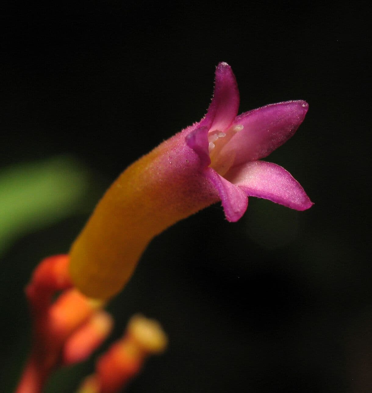 Palicourea croceoides 2