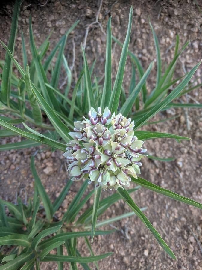 Asclepias asperula 10
