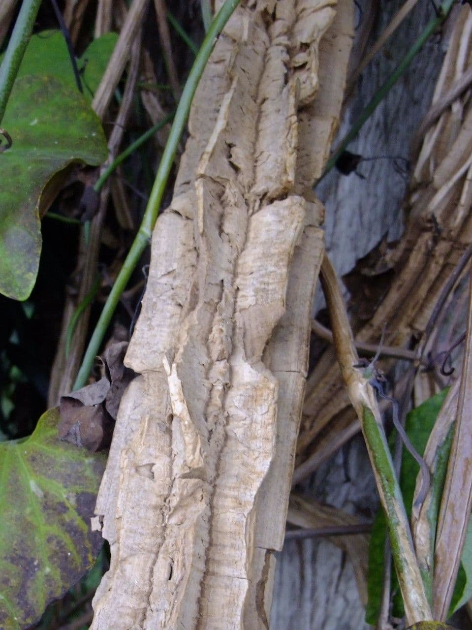 Aristolochia 22