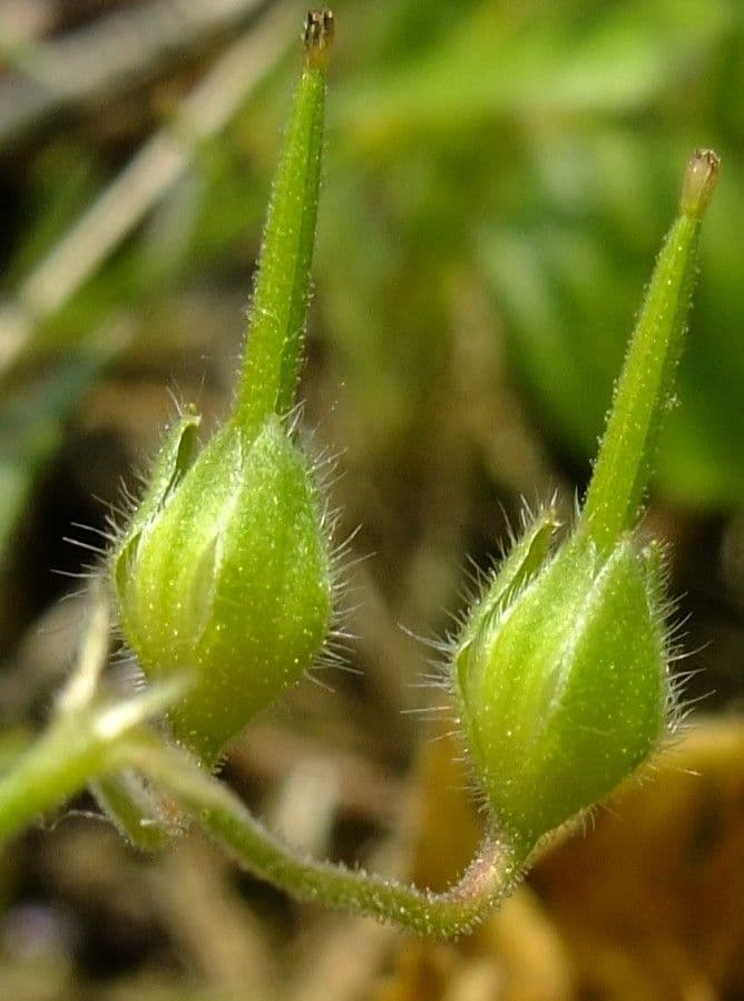 Géranium fluet 2
