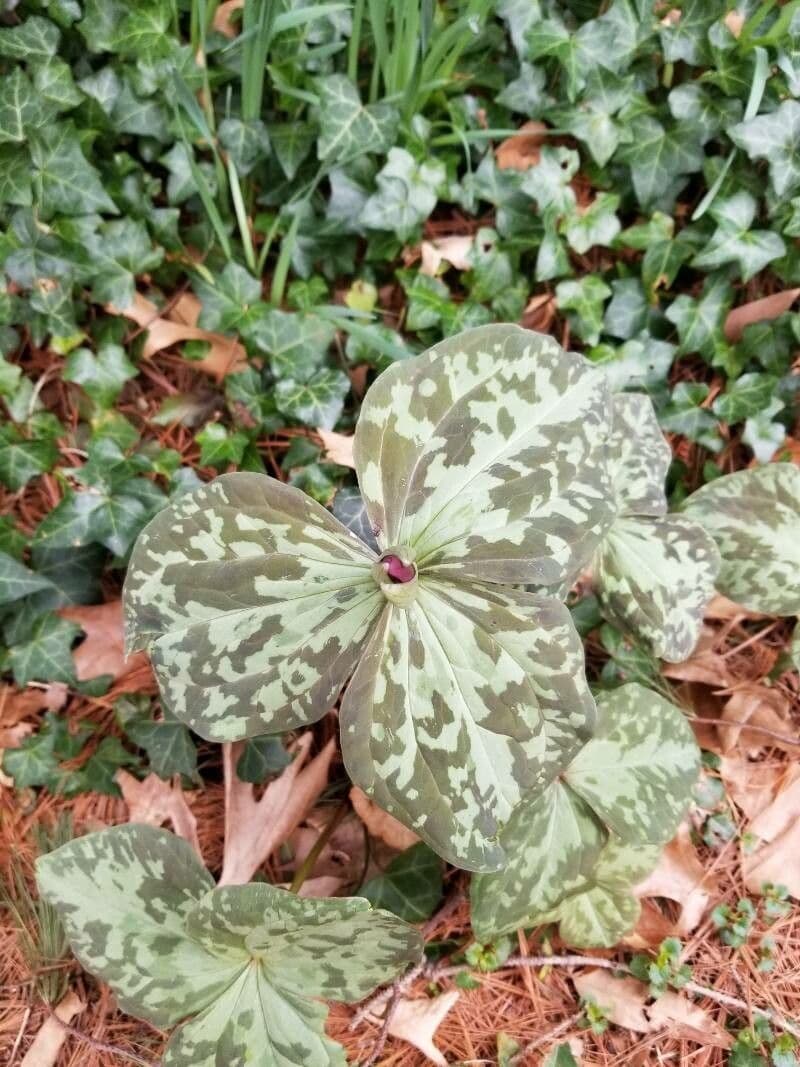 Trillium cuneatum 13