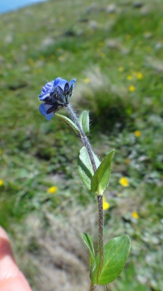 Veronica alpina 18