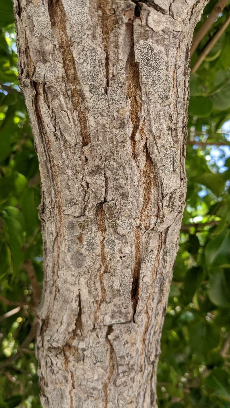 Xylocarpus 2