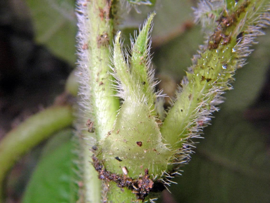 Lasianthus 11
