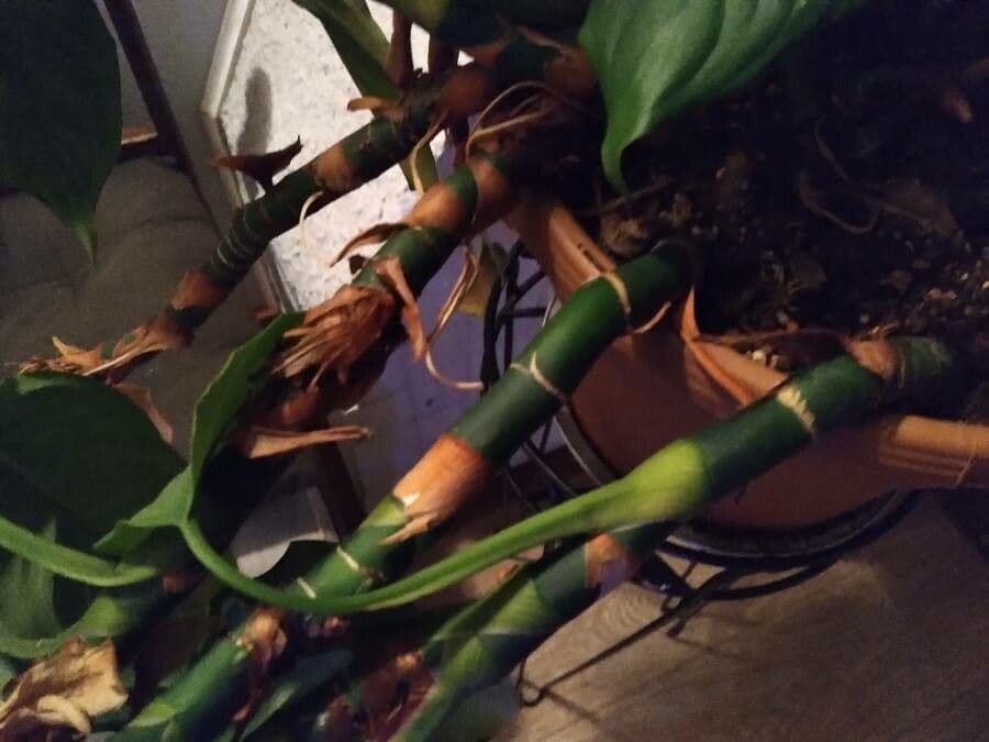 Aglaonema 16