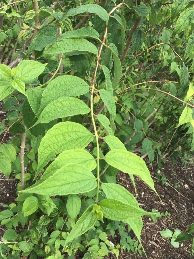 Duftender Pfeifenstrauch 6