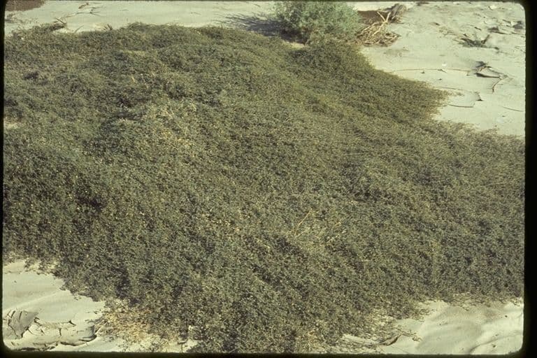 Kallstroemia californica 4