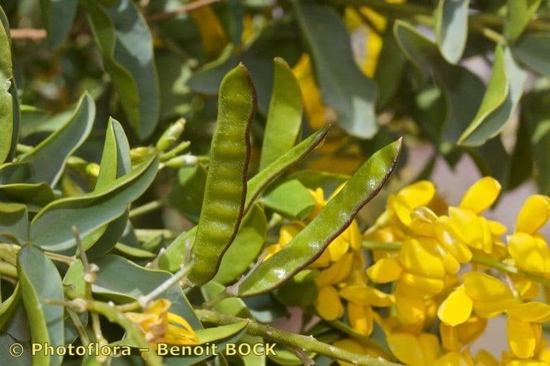 Adenocarpus 18