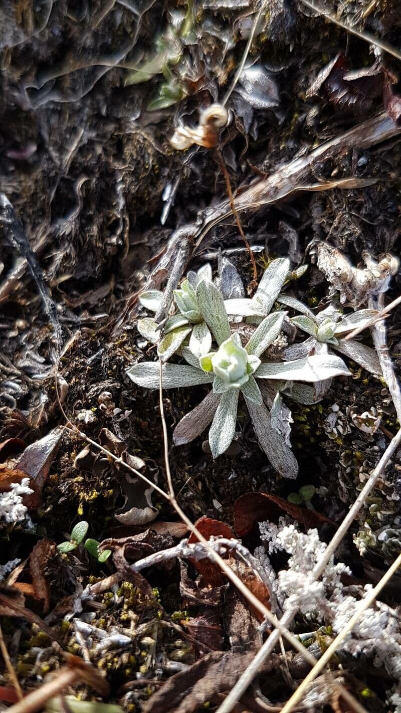 Antennaria alpina 11