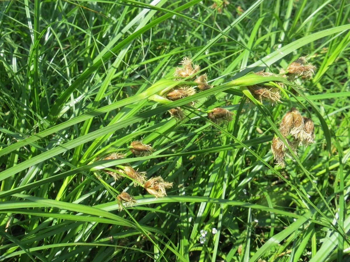Breitfrüchtiger Spierling 2