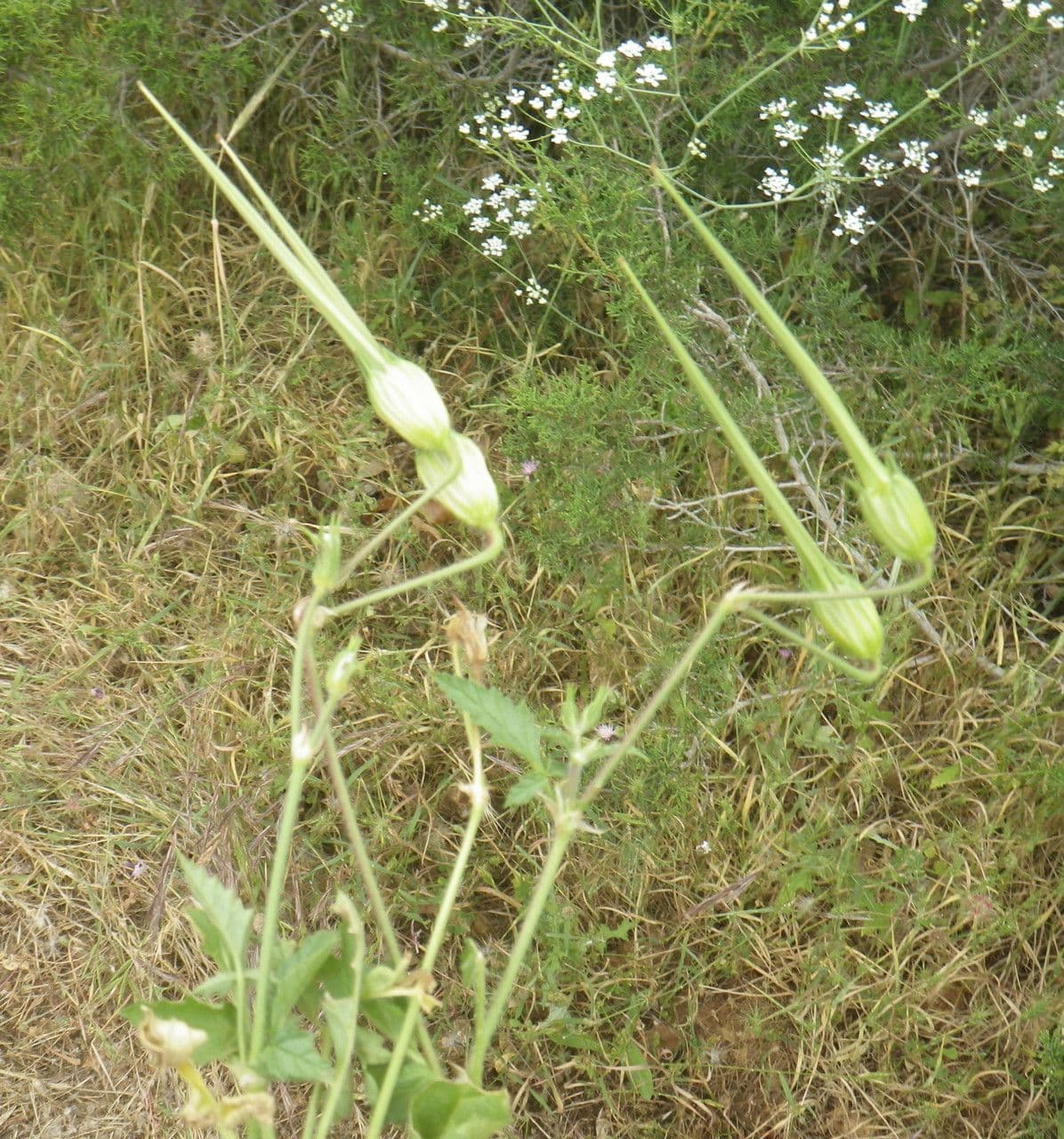 Kranichschnabel 13
