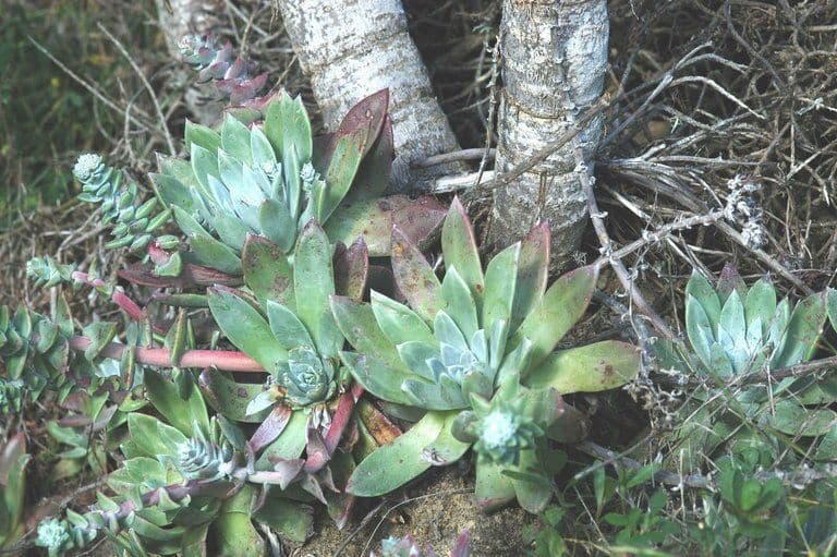 Dudleya di Greene 7