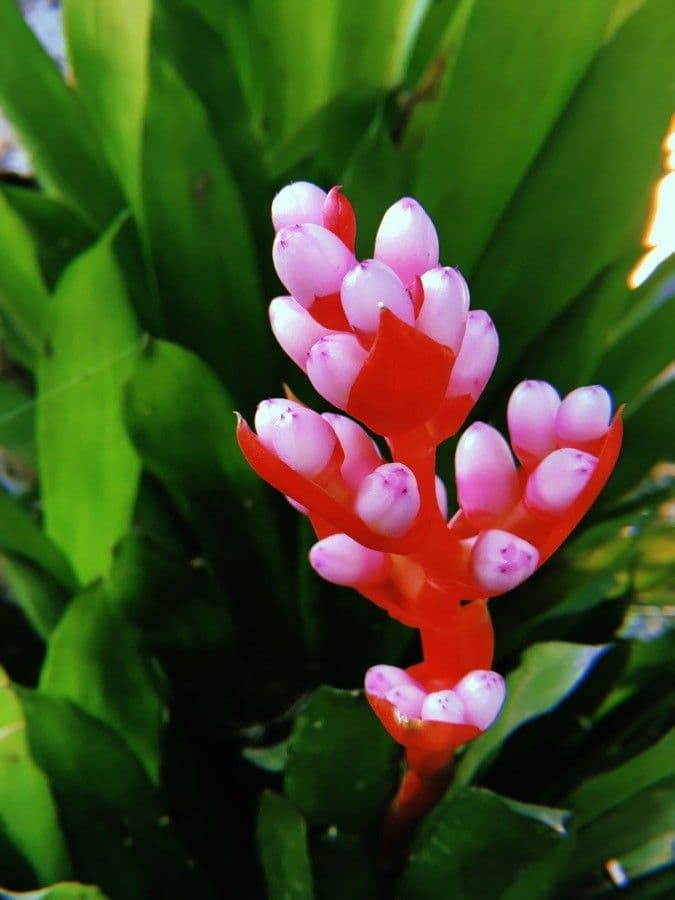Aechmea 5
