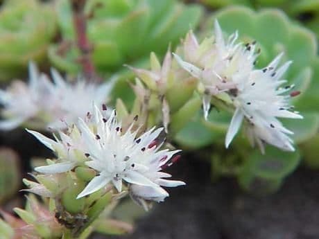 Sedum glauco 3