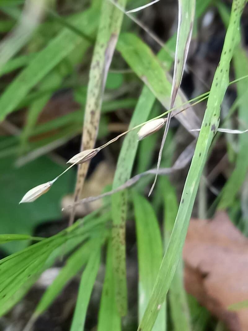 Melica uniflora 2