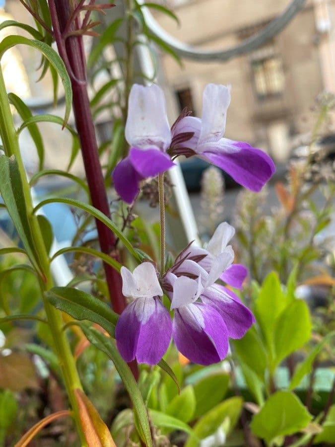 Collinsia bianca 2