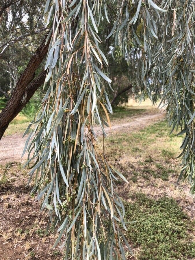 Acacia pendula 9