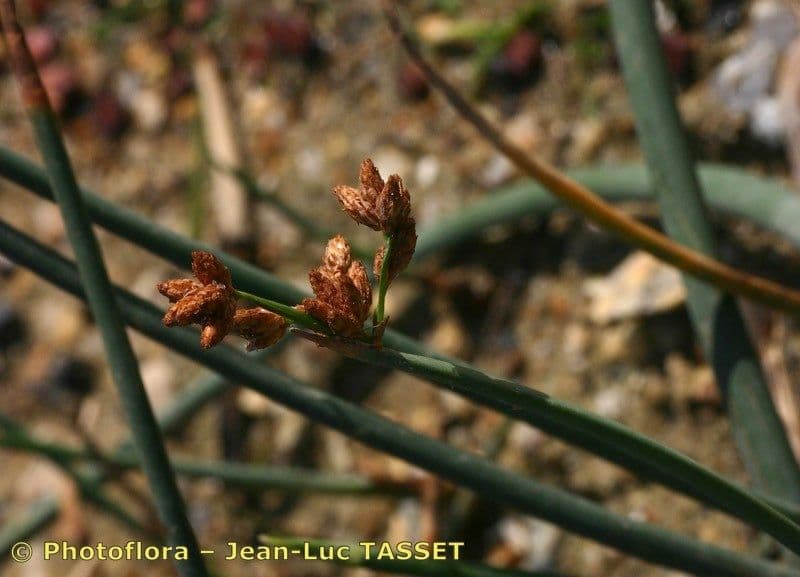 Salz-Teichbinse 7