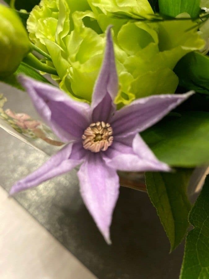 Einfache Clematis 7