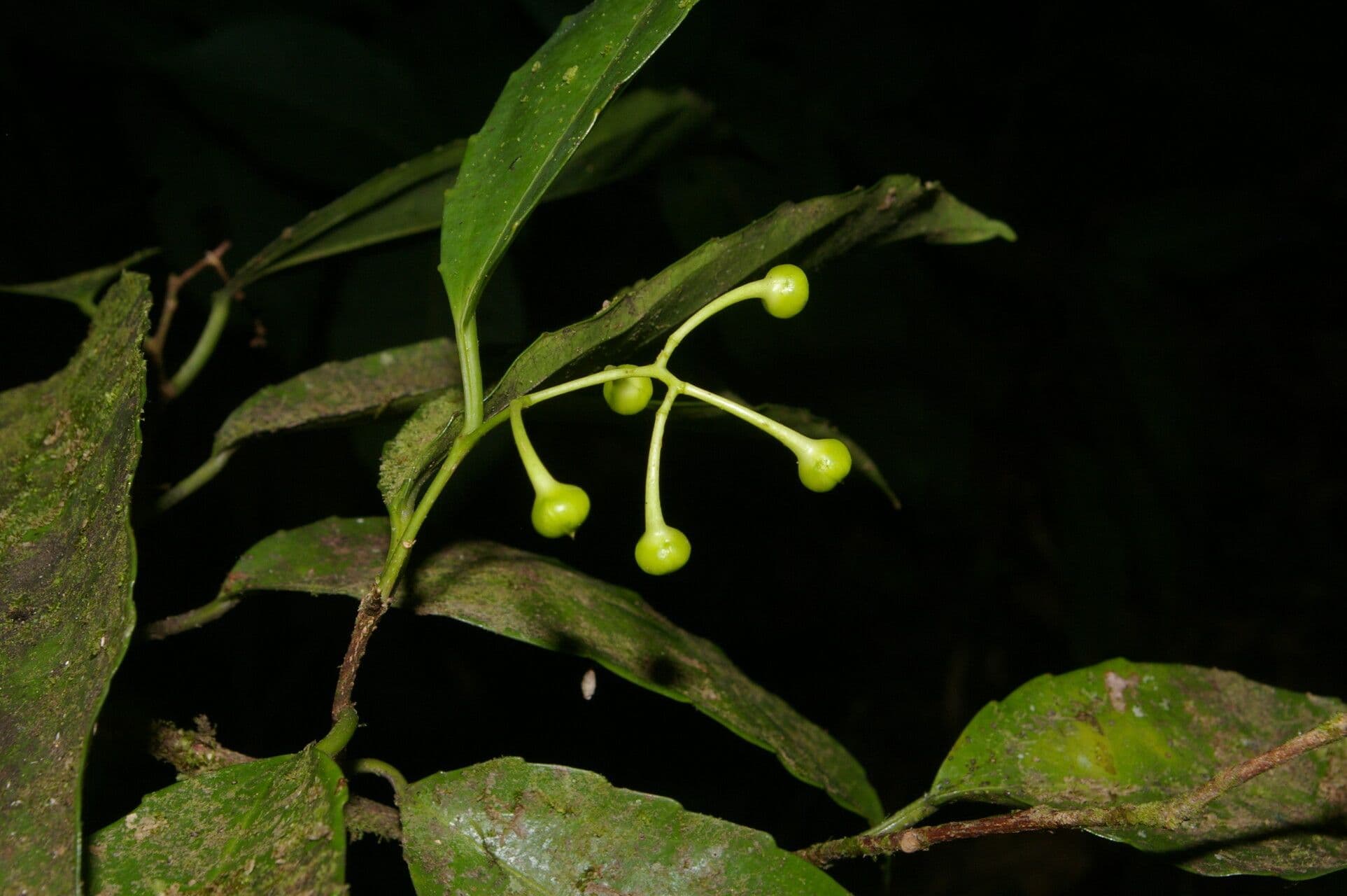 Hasseltiopsis