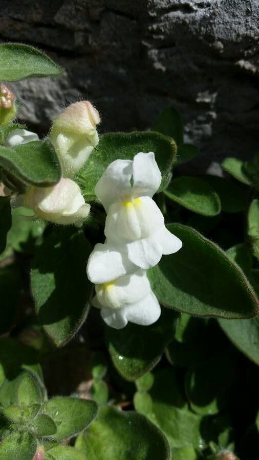 Antirrhinum molle 2