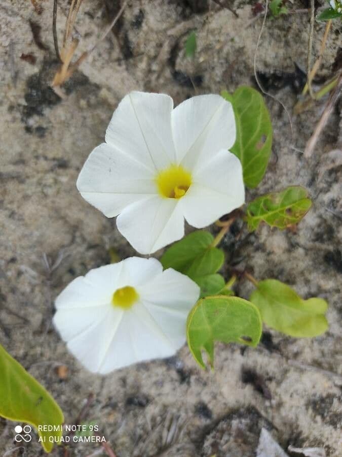 Imperatisiche 2