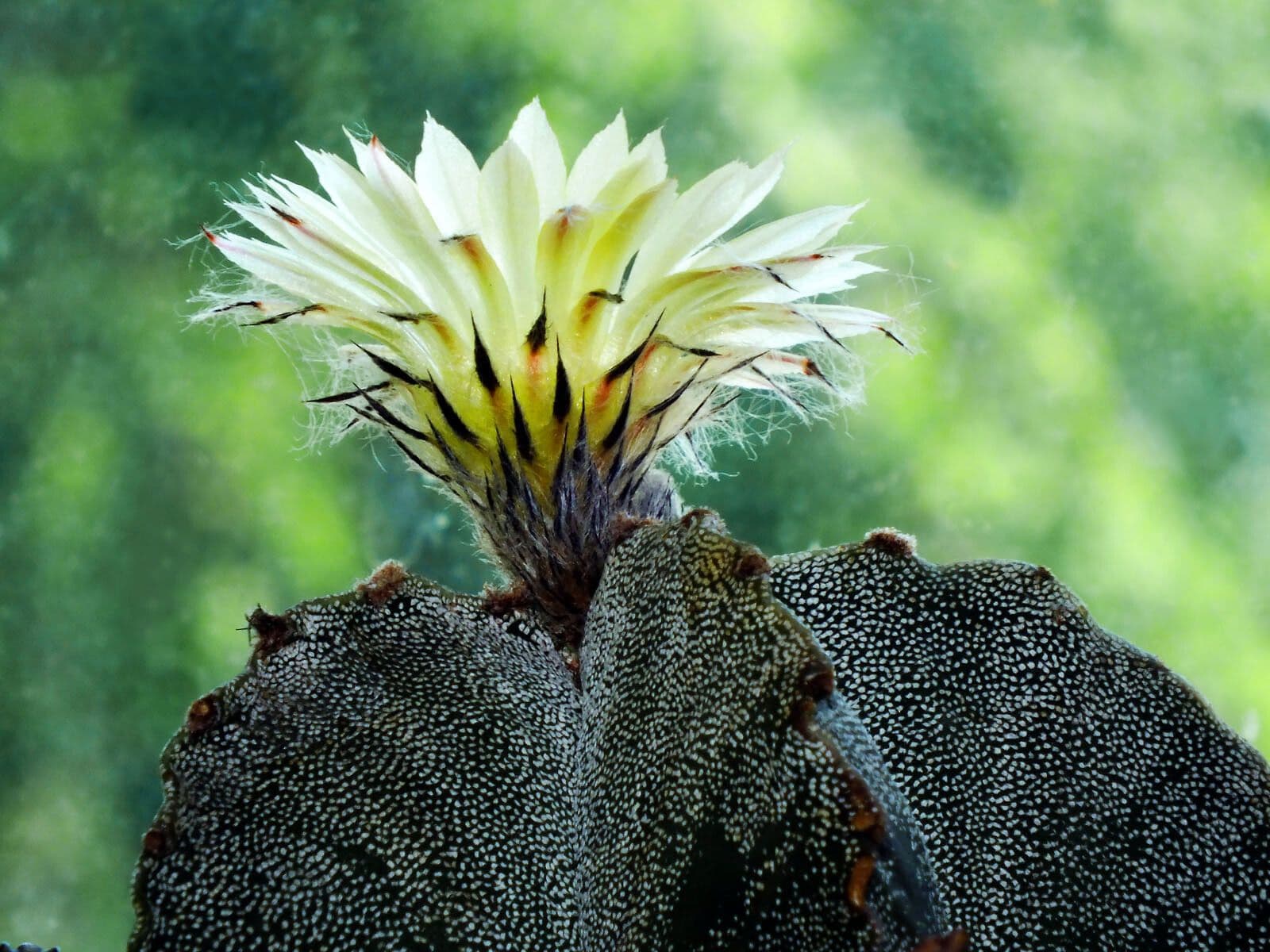 Astrophytum 7