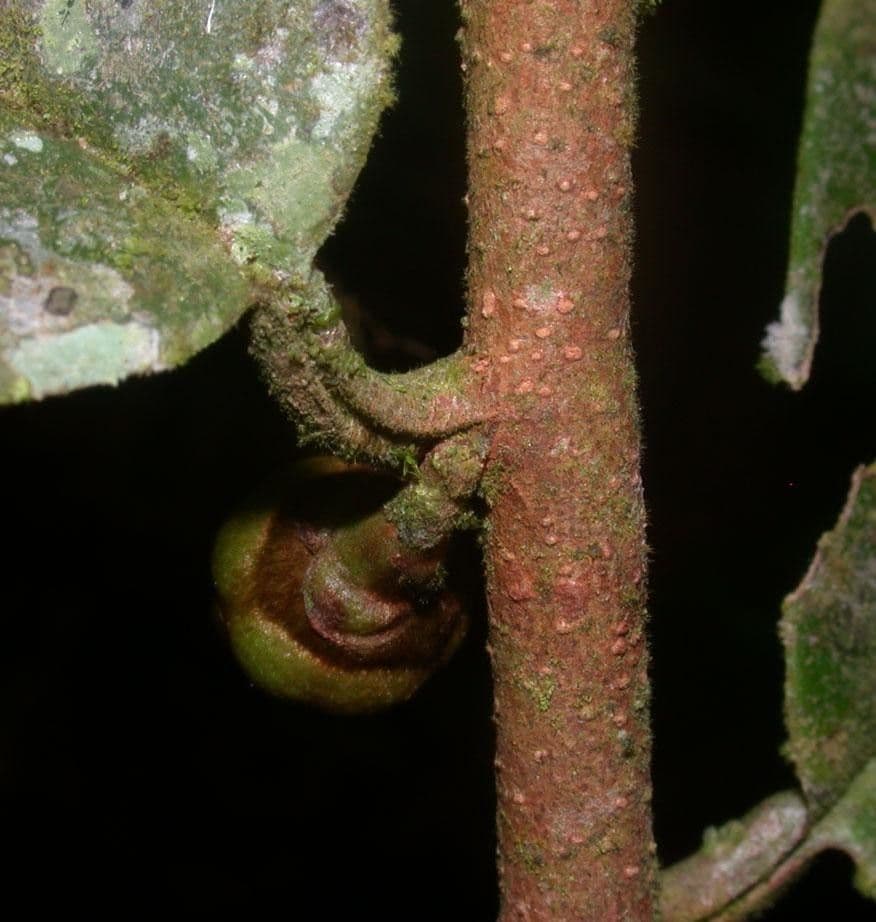Xylopia 12