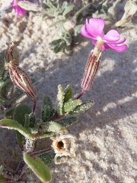 Silene littorea 15
