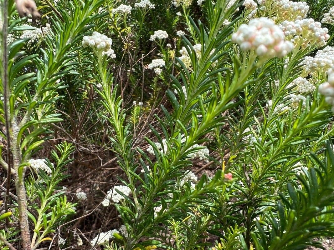 Ozothamnus diosmifolius 9