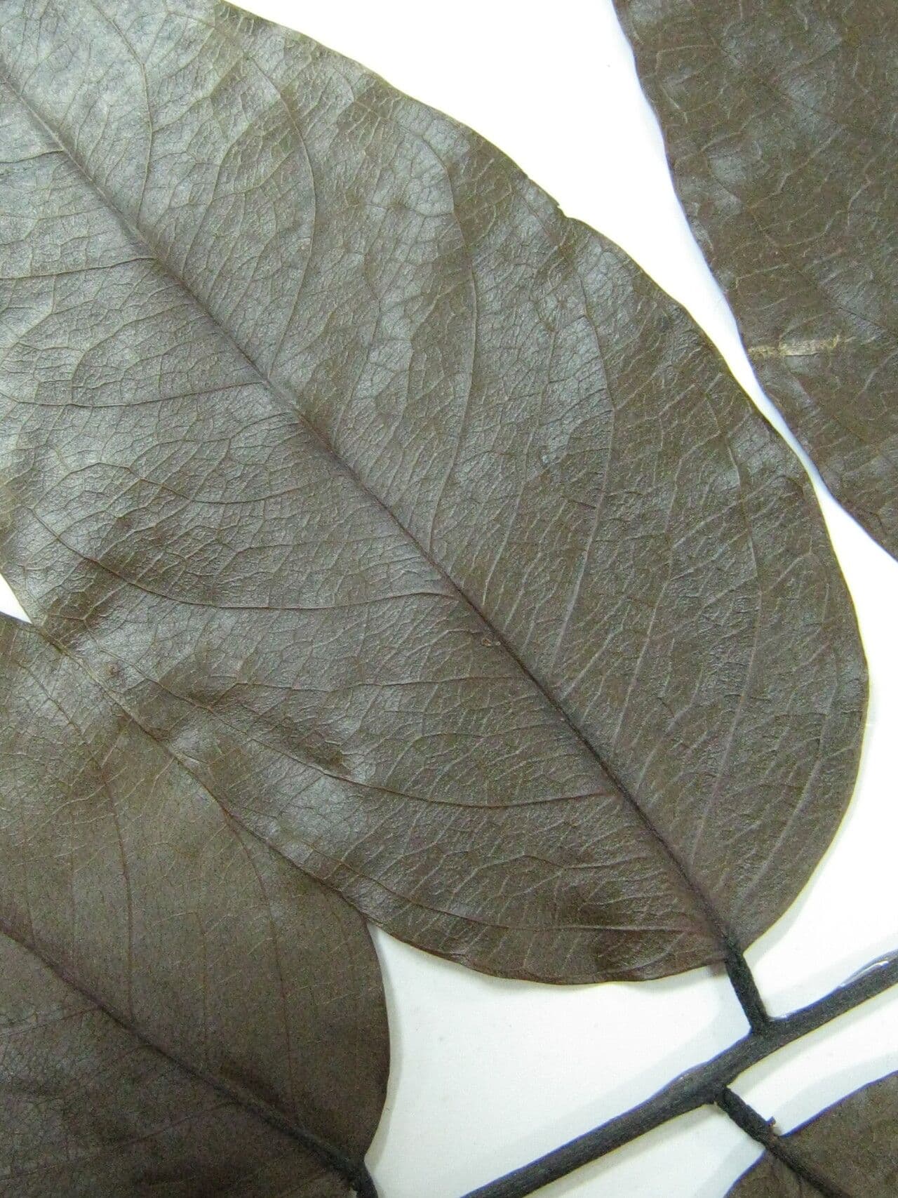 Pterocarpus 28