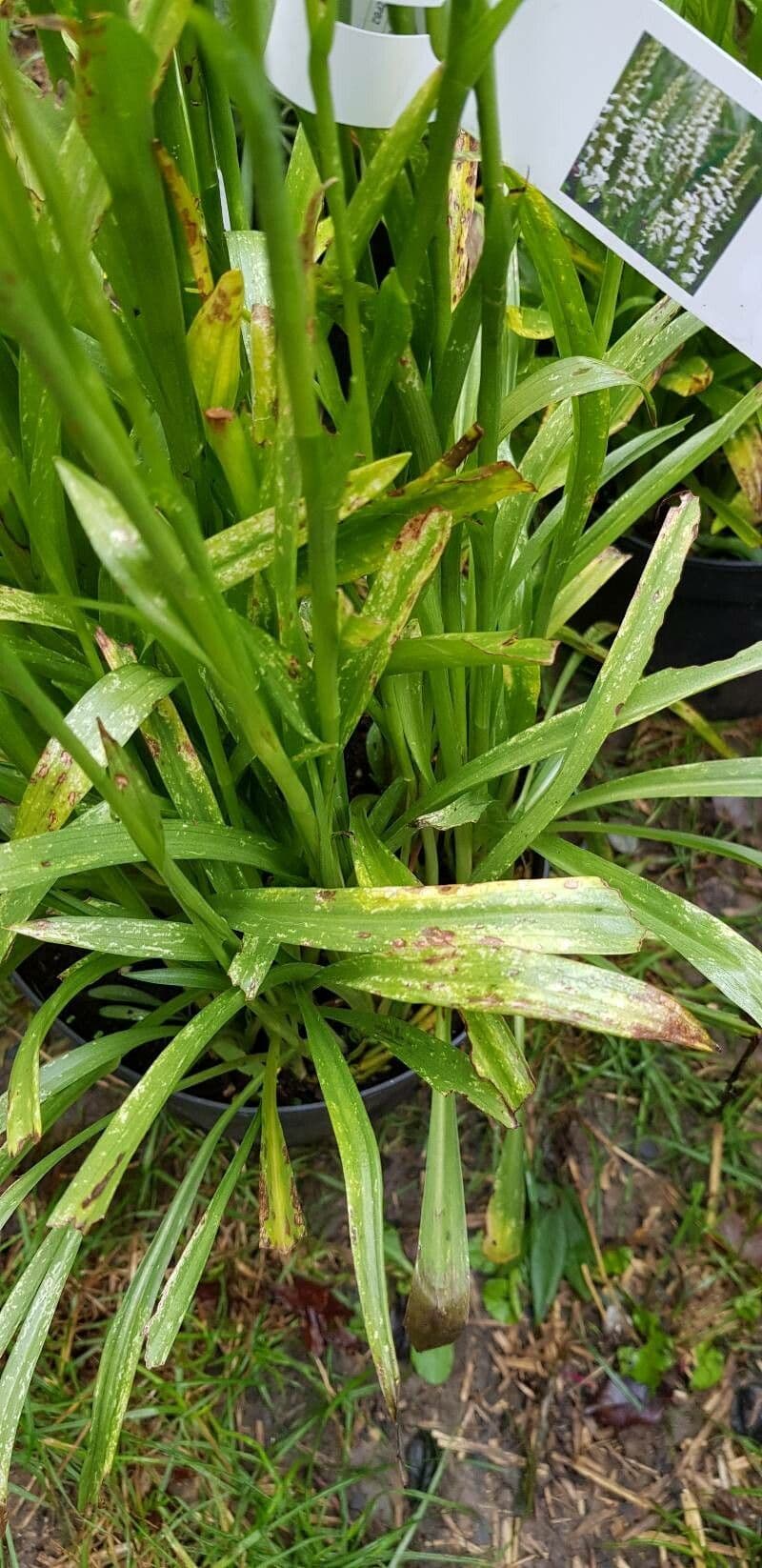 Spiranthes cernua 15