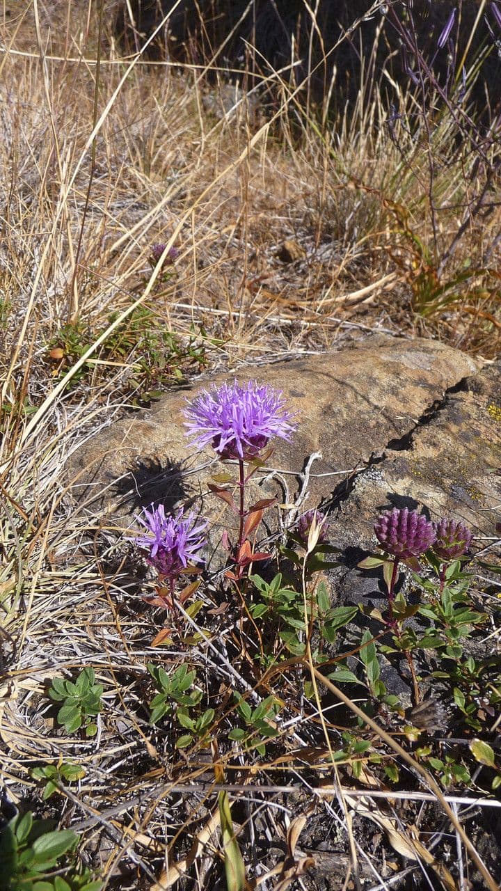 Monardella purpurea 10