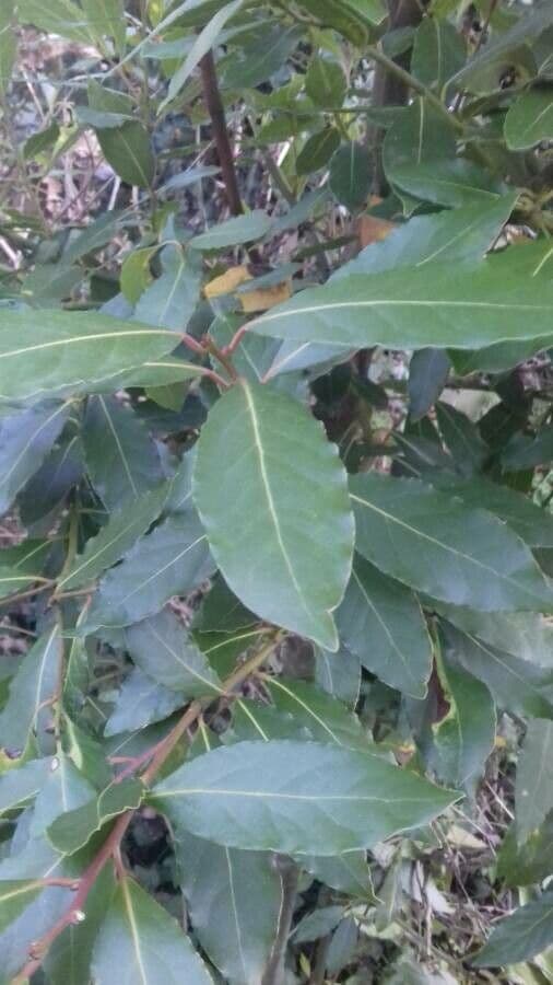 Laurel 19