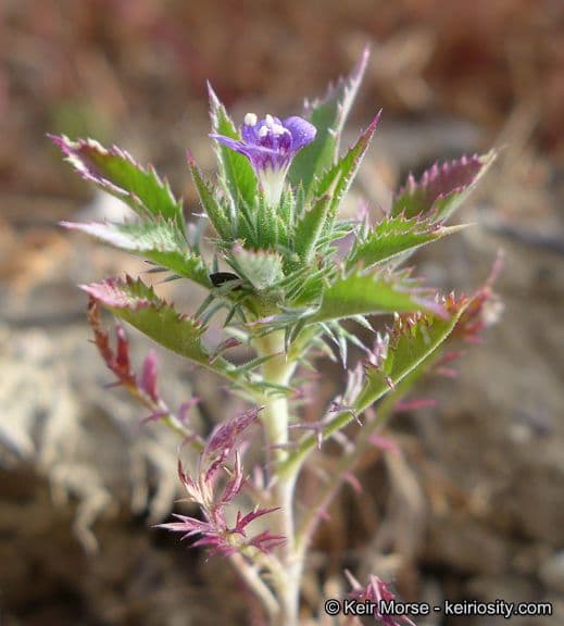 Navarretia 6