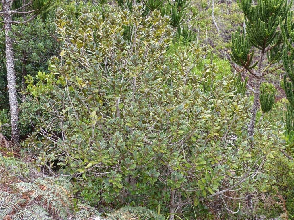 Planchonella 7