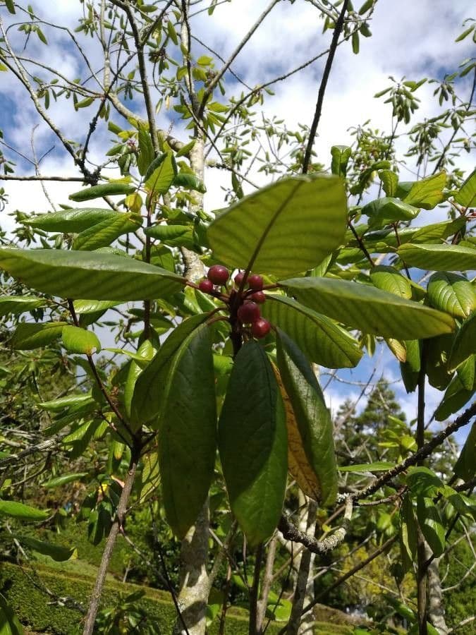 Frangula azorica