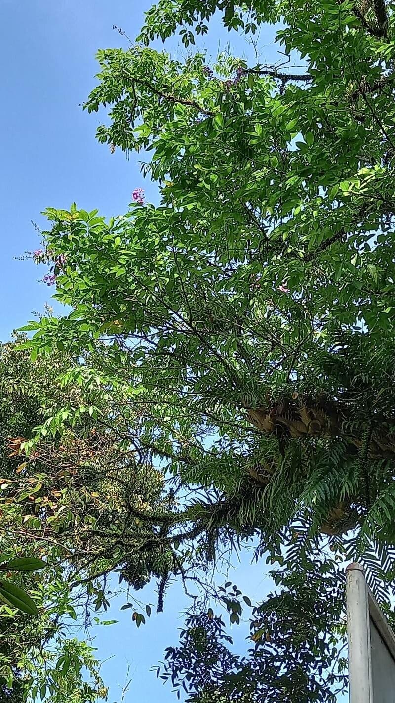 Lagerstroemia splendide 28